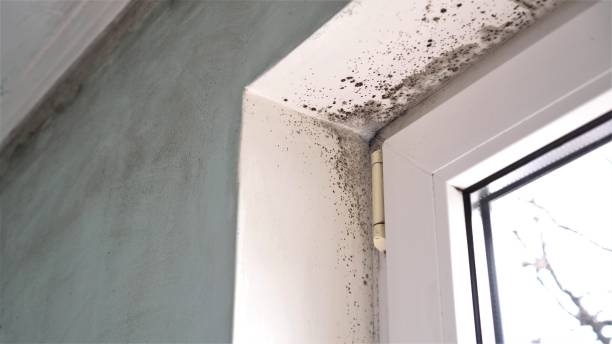 Best Residential Mold Remediation in Mcadenville, NC