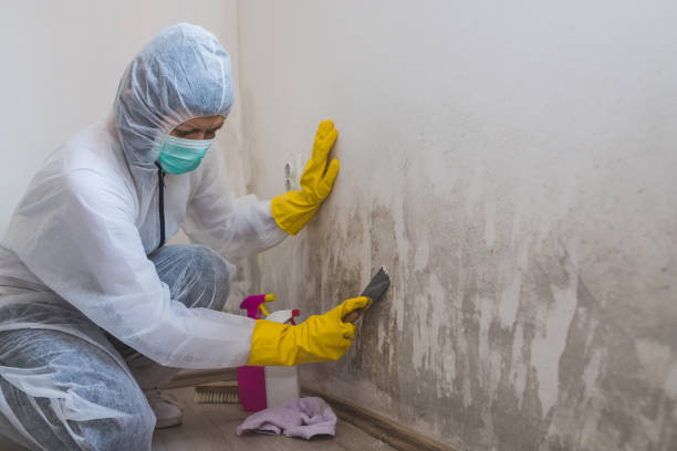 Best Commercial Mold Remediation in Mcadenville, NC