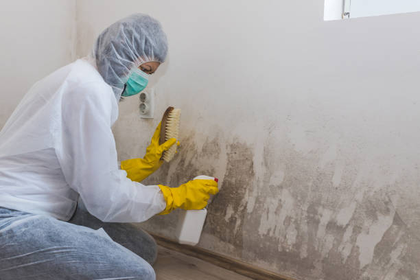 Best Preventive Mold Services in Mcadenville, NC